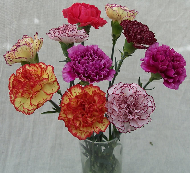 Unbranded 10 Candy Carnations with Foliage