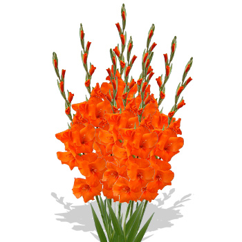 Unbranded 10 Gladioli Gift Wrap - flowers