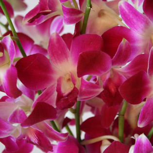 10 Pink Singapore Orchids - a beautiful gift that is long lasting and great value. Why not double up