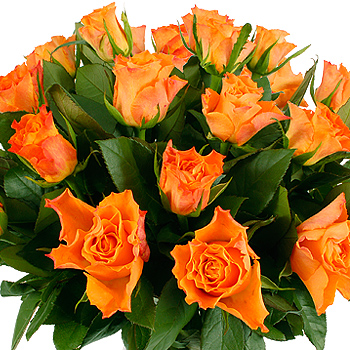 Unbranded 20 Orange Roses - flowers