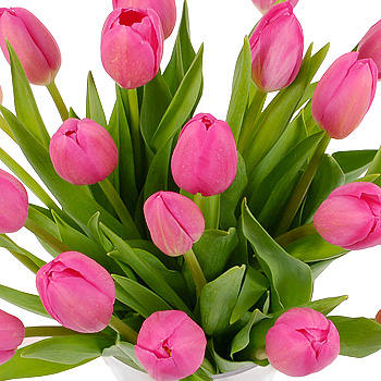 Unbranded 20 Pink Tulips - flowers