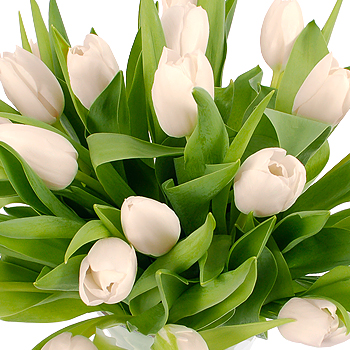 Unbranded 20 White Tulips - flowers