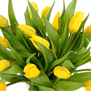 Unbranded 20 Yellow Tulips - flowers