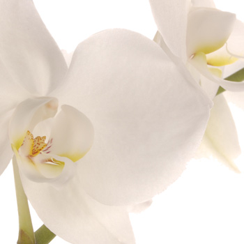 Unbranded 3 for 2 White Orchids - flowers