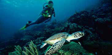 cod hole northern great barrier reef dive potato reefs shark sharks lion fish sea turtle turtles tak