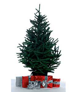 Unbranded 4ft Winchester Potted Tree