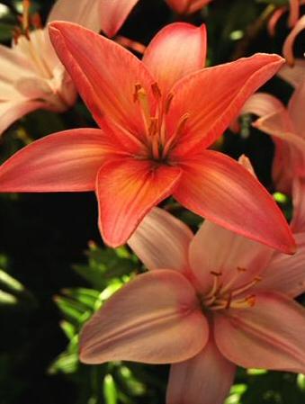 Unbranded 6 Asiatic Lilies