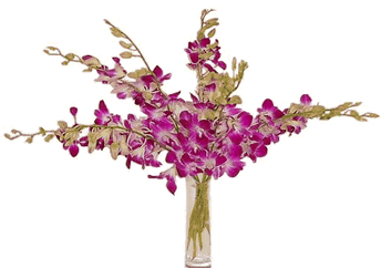 7 Pink Singapore Orchids - a beautiful gift that is long lasting and great value. Why not double up 