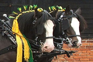 Unbranded A Day with Shire Horses