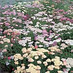 Achillea Summer Pastels F2 Seeds