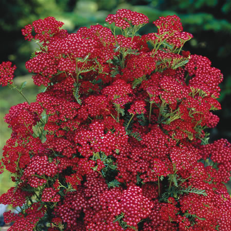 Unbranded Achillea Summerwine (Yarrow) Pack of 3 Bare Roots