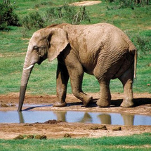 Addo Elephant National Park Tour - Adult