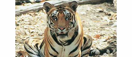 Unbranded Adopt a Tiger including Tickets to Paradise