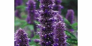 Unbranded Agastache Plants - Liquorice Blue