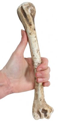 Unbranded Aged Caveman Bone 27cm