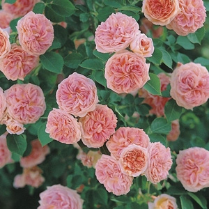 Unbranded Alchymist - Climbing Rose