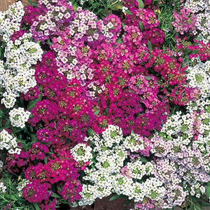 A breakthrough in trailing plants  Wandering Star is a sweetly scented  easy to grow and quick to fl