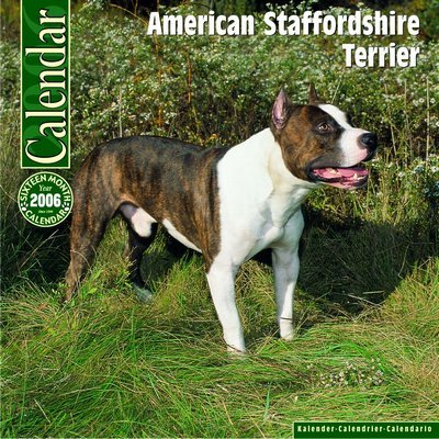 American Staffordshire Terrier Calendar