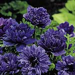 Masses of iridescent  deep-blue  double  poppy-like flowers make this a truly captivating variety. I