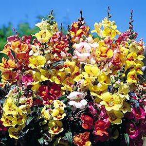 Antirrhinum Tequila Sunrise is a specially formulated blend of Snapdragons  all with unique bronze f