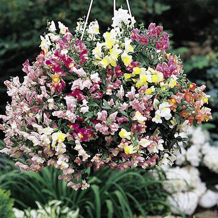 Unbranded Antirrhinum Lampion Seeds (Snapdragon) Average