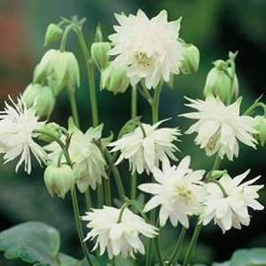 A green flowered Aquilegia with a spectacular Clematis-like flower formation. The buds open in a del