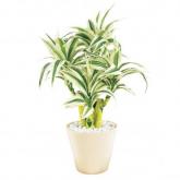 Artificial variegated dracaena plant in a cream glazed ceramic pot with a white pebble ground. H20cm