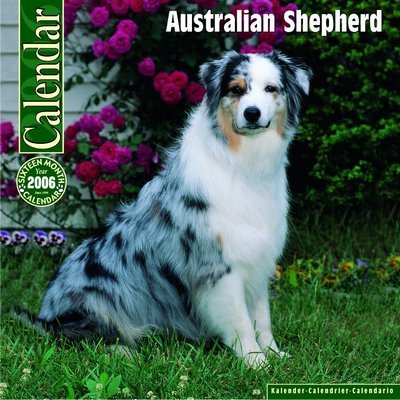 Australian Shepherd Dog Calendar