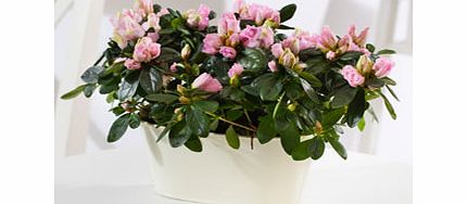 A dainty azalea duo in a charming zinc pot makes an ideal Mothers Day surprise and will brighten up mum or grandmas windowsill for years to come. Zinc planter contains: 2 Cerise Azaleas Location: