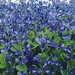 Unbranded Baptisia Australis Seeds