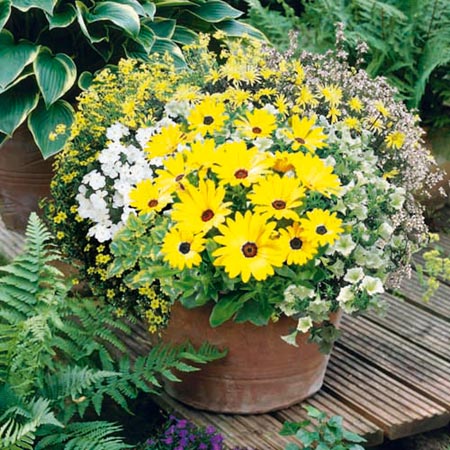 Unbranded Basket and Patio Colour Collections - Bring Me