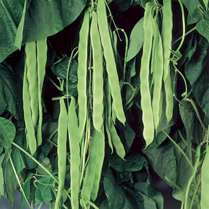 Unbranded Bean Climbing French Limka Seeds