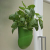 Unbranded Beanpod Grow Your Own Herbs