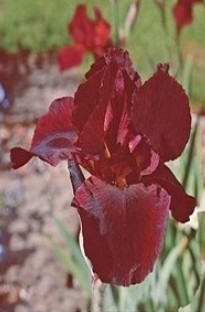 Bearded Iris have lovely brown - red velvet like flowers with orange beard. Iris look great dotted a