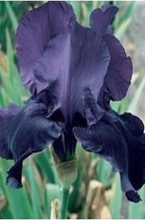 Night Owl Iris has large blooms of deep velvety purple black with distinct red bases to the leaves. 