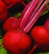 Unbranded Beetroot Bolthardy Seeds