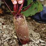 Unbranded Beetroot Cylindra Seeds - Triplepack