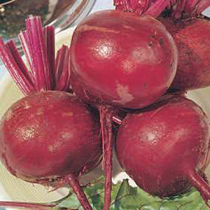 An improved Detroit with rich maroon colouring. These globe-shaped beet are ideal for successional s