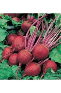 Uniform, smooth, dark red, globe shaped roots. A high yielding variety with good disease and bolting