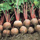 A good flavoured globe variety which can be harvested as tender 
