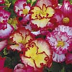 Perfect for patio containers and borders  producing a succession of large  bright  frilly-edged bloo