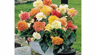 Unbranded Begonia Expresso Pastel Mixed (6)