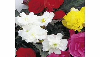The worlds best known tuberous begonias now come with chocolate-coloured foliage! Like their green-leaved cousins they boast spectacular fully double blooms up to 10cm (4) across and come in a range of vibrant colours. Height 25cm (10).