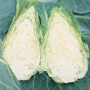 Sweetheart cabbages are becoming increasingly popular in supermarkets during late summer through to 
