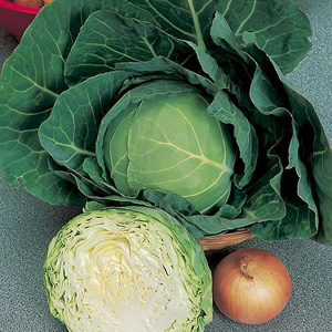 Cabbage Golden Acre Primo  produces medium-sized  firm round heads maturing in summer and early autu
