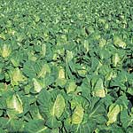 Unbranded Cabbage Greyound Seeds - Triplepack