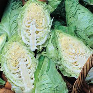 Unbranded Cabbage Hispi F1 Hybrid Seeds