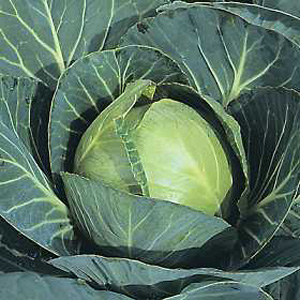 Unbranded Cabbage Minicole F1 Hybrid Seeds