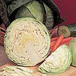 A Dutch white type compact  very hard  round/oval late summer/autumn cabbage which stands well for u