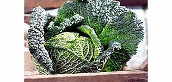 Unbranded Cabbage Plants - Savoy Continuity Collection